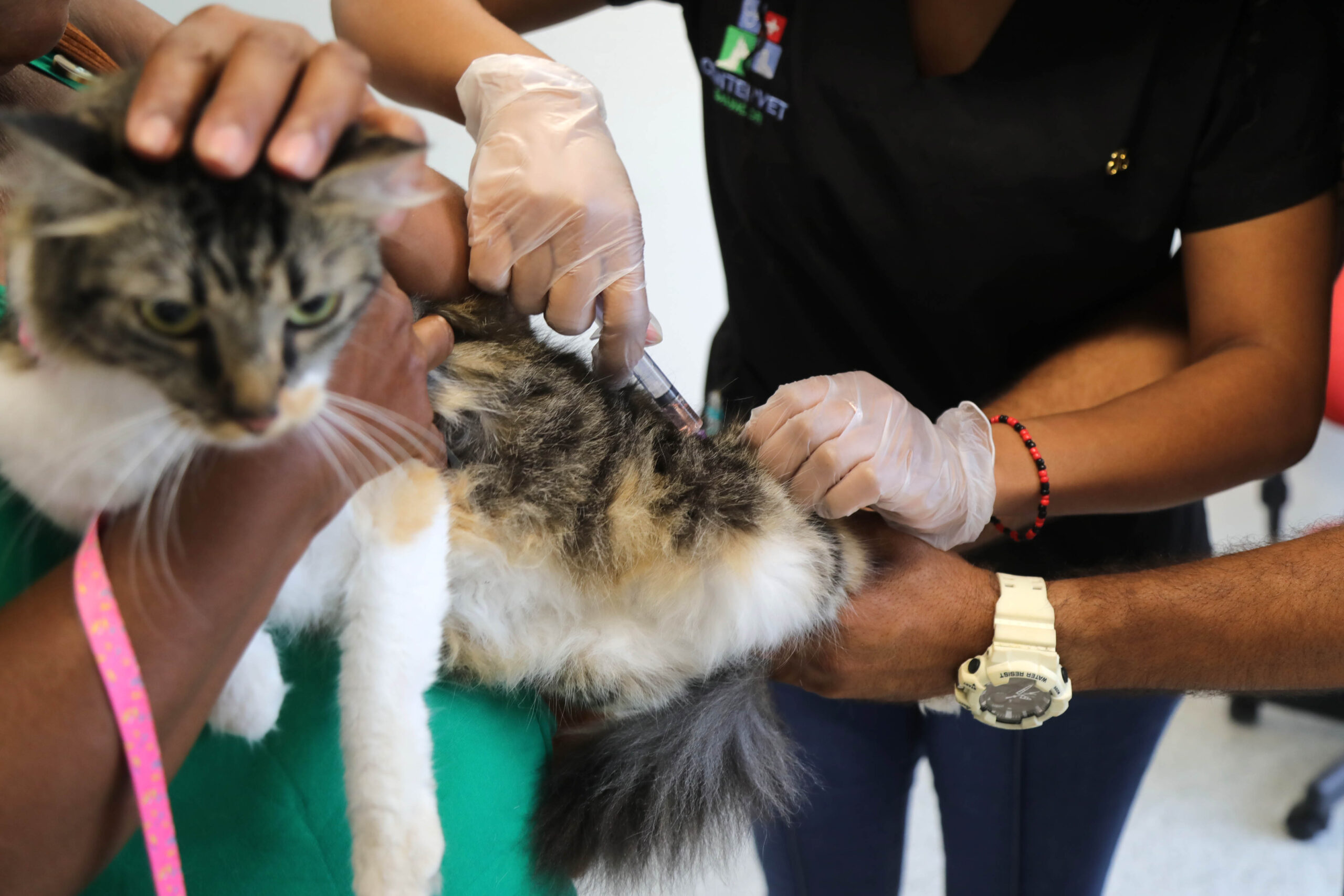 Campanha: Salvador intensifica vacinação de cães e gatos a partir desta segunda-feira (20)