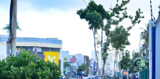 Meio ambiente: Prefeitura destaca desafio técnico e ambiental do plantio de árvores adultas na Av. Manoel Dias